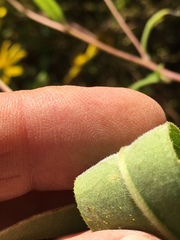 Helianthus schweinitzii