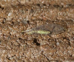 Eremochrysa