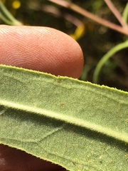Helianthus schweinitzii
