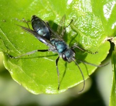 Auplopus architectus