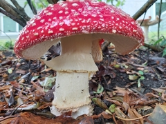 Amanita muscaria