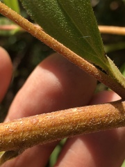 Helianthus schweinitzii