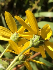 Helianthus schweinitzii