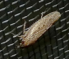 Curtara