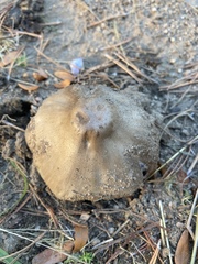 Coprinopsis atramentaria