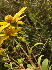 Helianthus schweinitzii