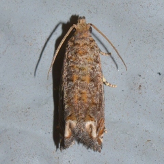 Epiblema abruptana