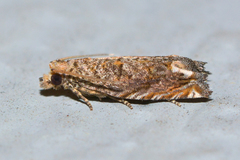 Epiblema abruptana