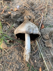 Coprinopsis atramentaria