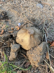 Coprinopsis atramentaria