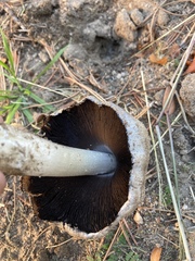 Coprinopsis atramentaria