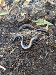 Plethodon shenandoah