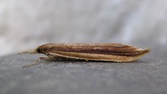Donacaula albicostellus