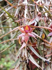 Epidendrum falsigarayi