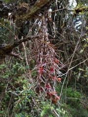 Epidendrum falsigarayi