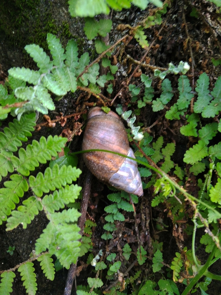 Orthalicus nobilis