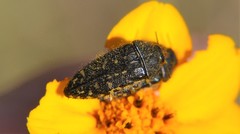 Acmaeodera flavopicta
