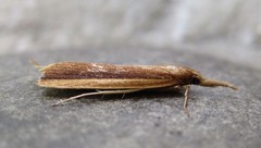 Donacaula albicostellus