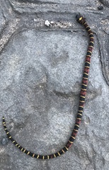 Pliocercus elapoides