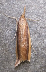 Donacaula albicostellus