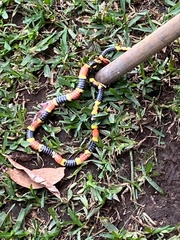 Pliocercus elapoides