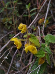 Calceolariaceae