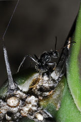 Camponotus crassus
