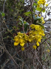 Calceolariaceae