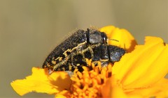 Acmaeodera flavopicta