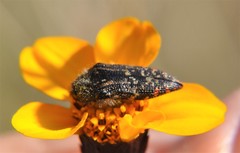 Acmaeodera mudgei