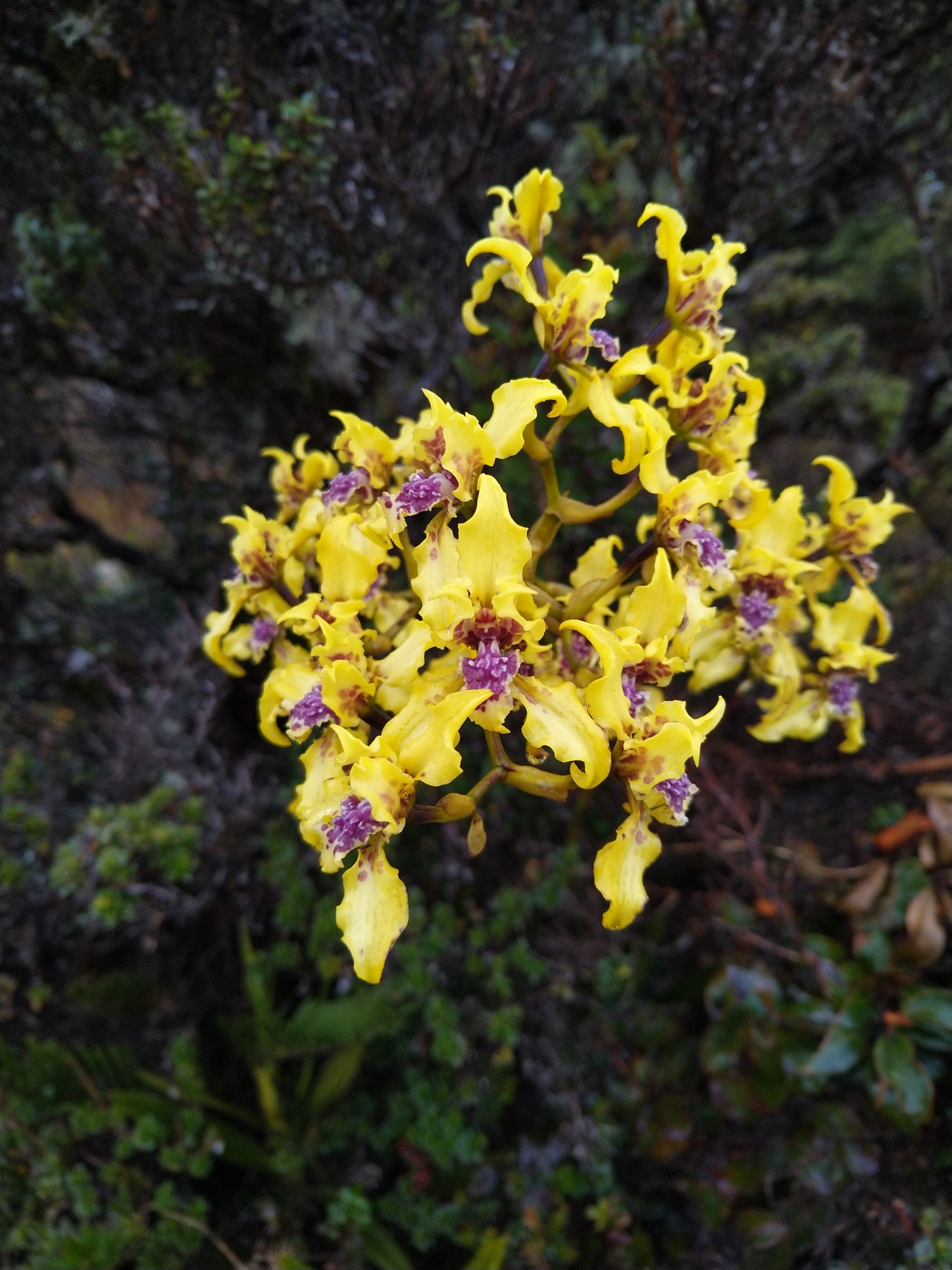 Cyrtochilum auropurpureum (Rchb.f.) Dalström 3