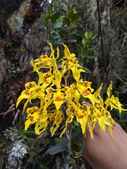 Cyrtochilum pardinum