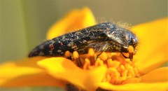 Acmaeodera mudgei
