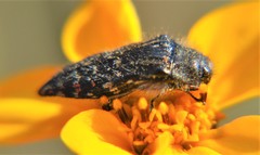 Acmaeodera mudgei