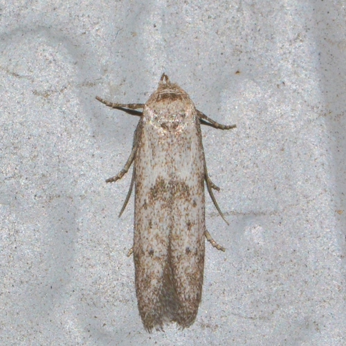 Hypatopa punctiferella