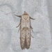 Hypatopa punctiferella - Photo (c) Royal Tyler, some rights reserved (CC BY-NC-SA), uploaded by Royal Tyler