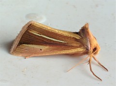 Plusia venusta