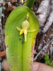 Pleurothallis apopsis