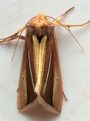 Plusia venusta