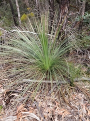 Xanthorrhoea media