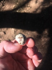 Aphelocoma californica