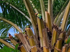Psittacula alexandri