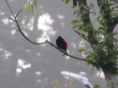 Ramphocelus flammigerus flammigerus