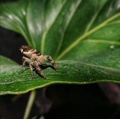 Paraphidippus aurantius