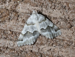 Macaria pallipennata