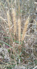 Elymus virginicus jejunus