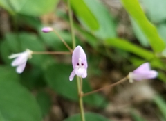 Hylodesmum