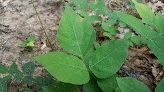 Hylodesmum