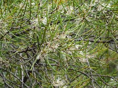 Hakea rostrata