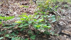 Hylodesmum